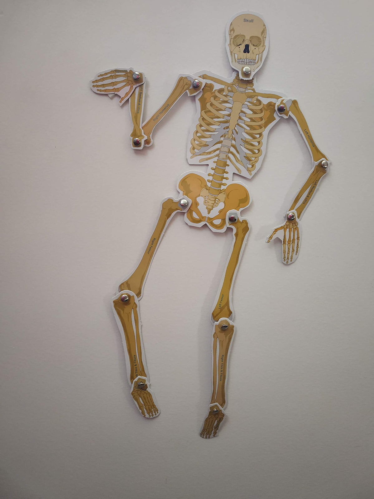 DIY Human Skeleton & Body Activity Kit – Ages 10+, Multicolour