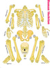 StepsToDo _ DIY Human Skeleton and Know Your Body | Ready Skeleton is about 49 cm in size | DIY Science Activity Kit (T162)