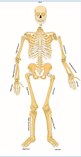 DIY Human Skeleton & Body Activity Kit – Ages 10+, Multicolour