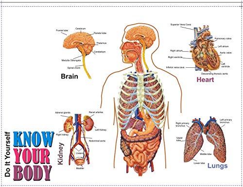 DIY Human Skeleton & Body Activity Kit – Ages 10+, Multicolour