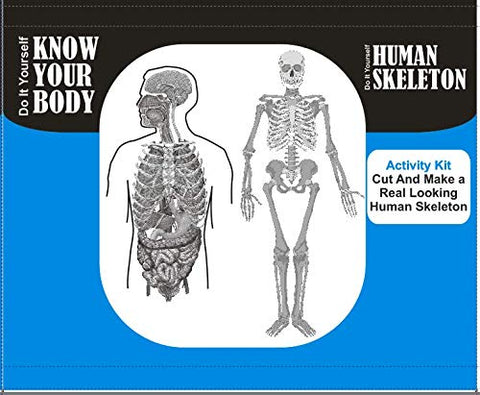 DIY Human Skeleton & Body Activity Kit – Ages 10+, Multicolour