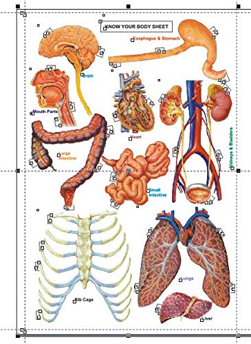 DIY Human Skeleton & Body Activity Kit – Ages 10+, Multicolour