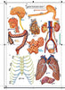 StepsToDo _ DIY Human Skeleton and Know Your Body | Ready Skeleton is about 49 cm in size | DIY Science Activity Kit (T162)