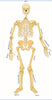 StepsToDo _ DIY Human Skeleton and Know Your Body | Ready Skeleton is about 49 cm in size | DIY Science Activity Kit (T162)