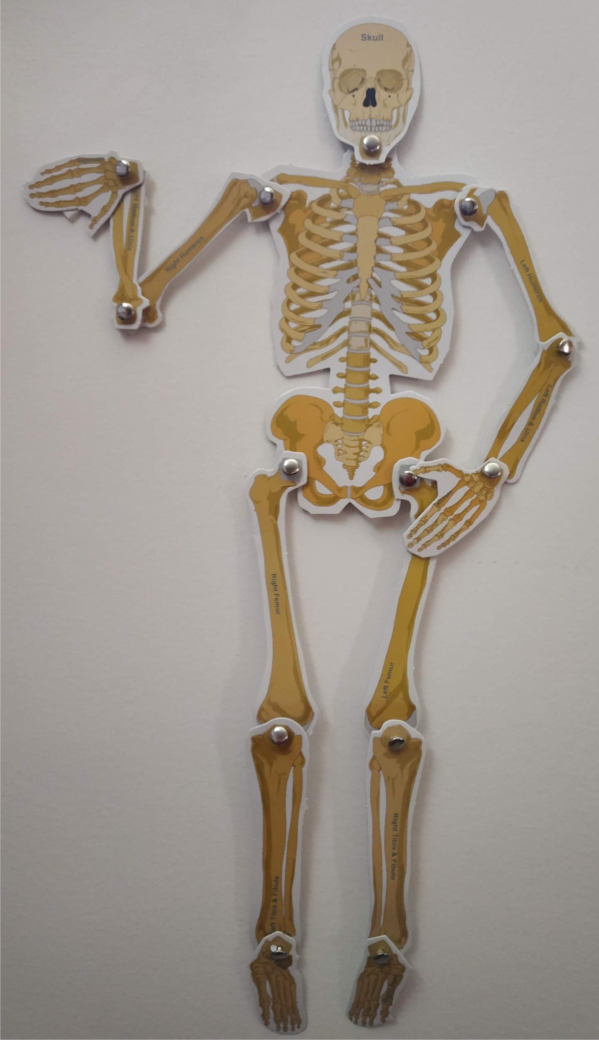 DIY Human Skeleton & Body Activity Kit – Ages 10+, Multicolour