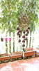 StepsToDo _ Pink & Golden Lotus Flower Wind Chime with White Beads & Mini Lotus (55cm X 19cm) | Handmade & Hand Painted | Hanging Wooden Lotus for Wall and Window Decoration (T360)