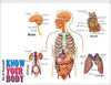 StepsToDo _ DIY Human Skeleton and Know Your Body | Ready Skeleton is about 49 cm in size | DIY Science Activity Kit (T162)