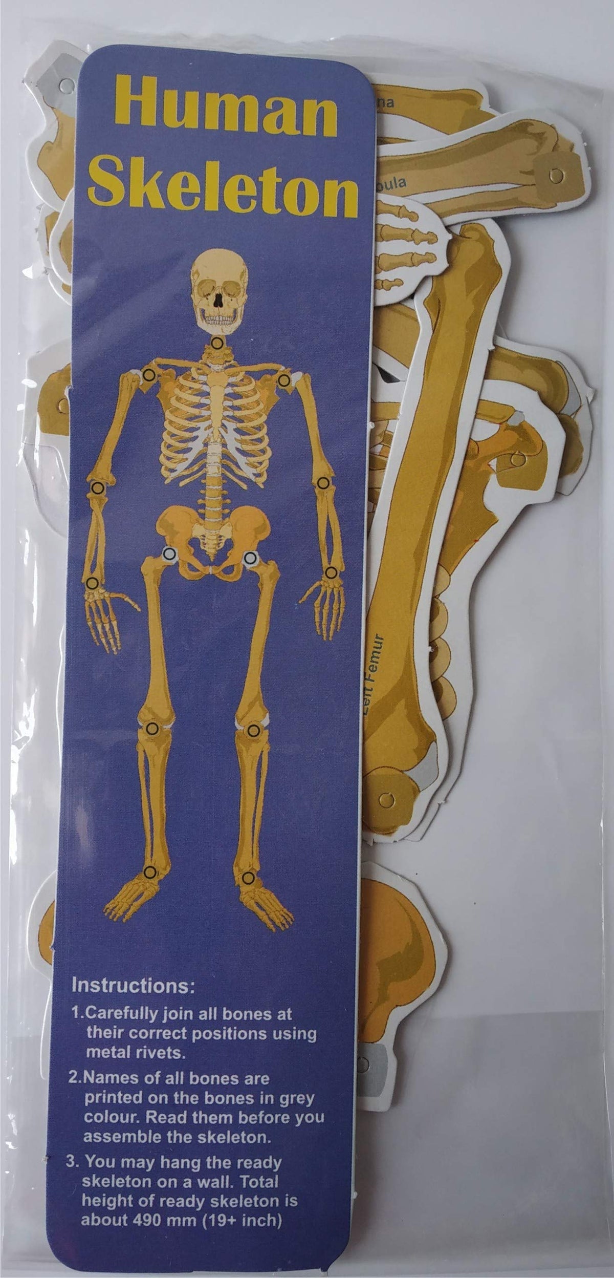 DIY Human Skeleton & Body Activity Kit – Ages 10+, Multicolour