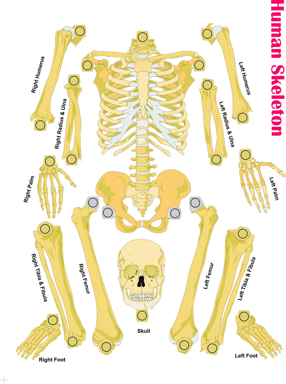 DIY Human Skeleton & Body Activity Kit – Ages 10+, Multicolour
