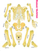 StepsToDo do it yourself human skeleton and know your body activity kit- for 10 years and up, Multicolor