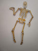 StepsToDo _ DIY Human Skeleton and Know Your Body | Ready Skeleton is about 49 cm in size | DIY Science Activity Kit (T162)