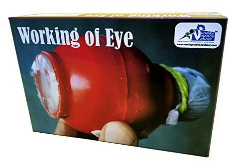 StepsToDo _ Working of Eye | Demonstration Kit | DIY Working Model