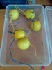 StepsToDo _ Lemon and salt water battery making kit | DIY Science Activity Project (A166)