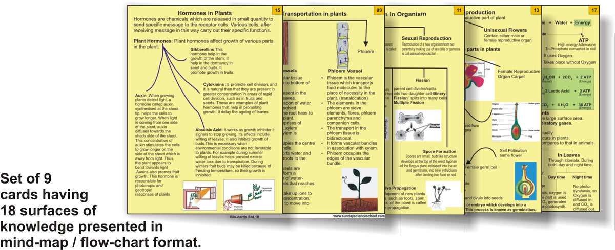 Class 10 Biology Kit