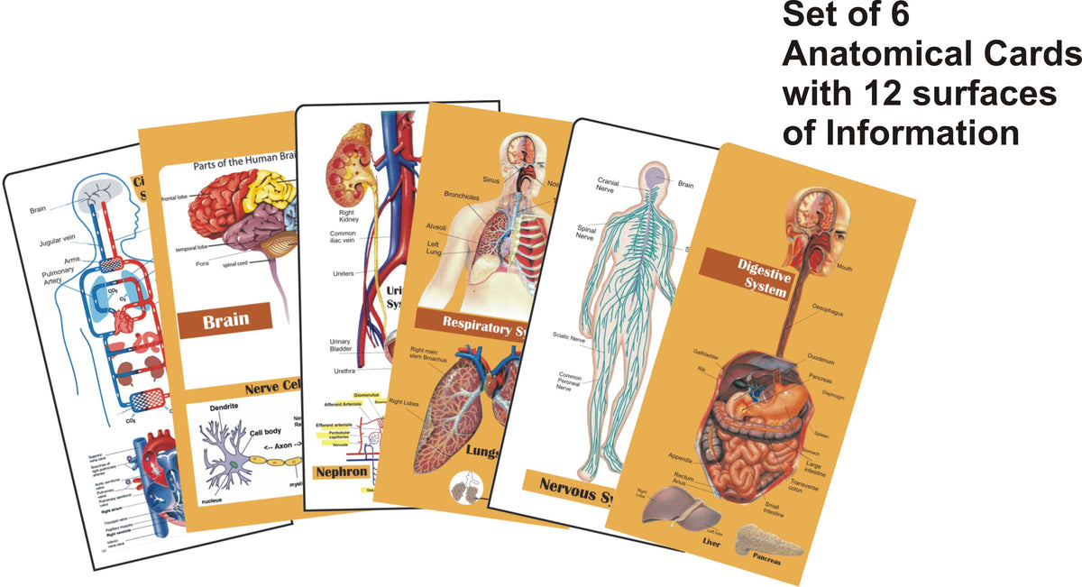 Class 10 Biology Kit
