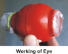 Class 10 Biology - Hands On Learning Kit