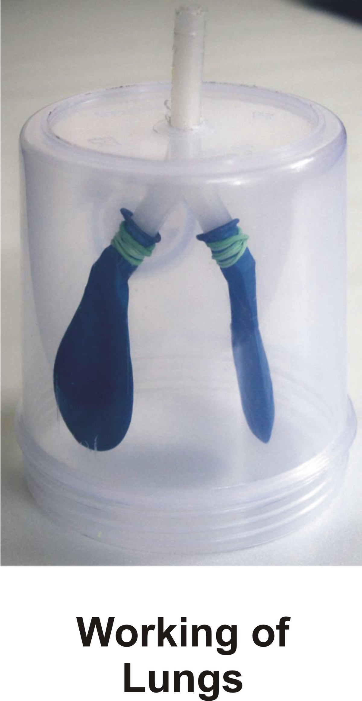 Class 10 Biology Kit